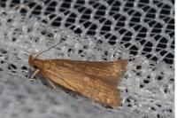 Helcystogramma rufescens