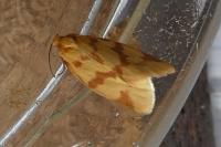 Clepsis pallidana