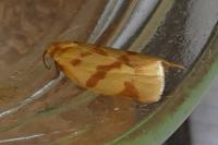 Clepsis pallidana