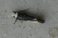 Monopis monachella