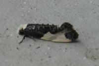 Monopis monachella