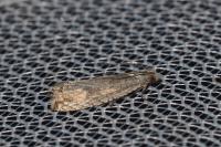 Bactra