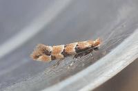 Phyllonorycter trifasciella