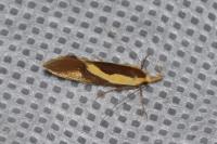 Harpella forficella