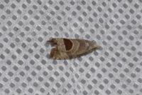 Notocelia uddmanniana