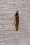 Ypsolopha parenthesella