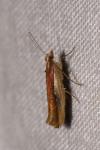 Ypsolopha parenthesella