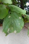 Phyllonorycter coryli