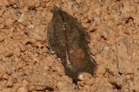 Acleris emargana