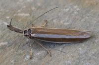 Pleurota aristella