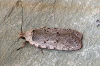 Agonopterix gr. adspersella