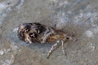Tebenna micalis