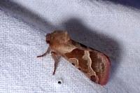 Triodia sylvina
