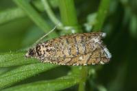 Olethreutes stibiana