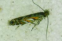 Macrosaccus robiniella