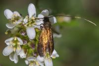 Cauchas rufimitrella