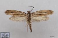Tinea pellionella