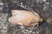 Carcina quercana