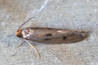 Tinea trinotella