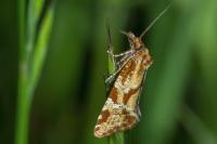 Aethes hartmanniana