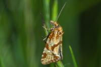 Aethes hartmanniana