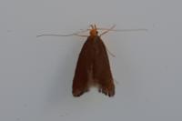 Eurodachtha pallicornella