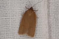Aphelia viburnana