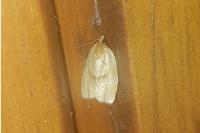 Clepsis rurinana