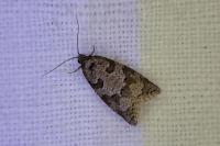 Cnephasia