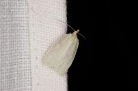 Tortrix viridana