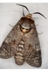 Cossus cossus