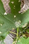 Choreutis nemorana