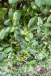 Phyllonorycter leucographella
