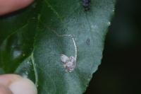 Stigmella catharticella