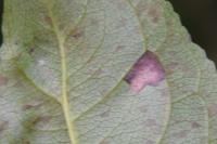 Stigmella catharticella