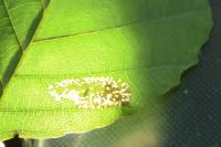 Phyllonorycter rajella