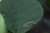 Phyllonorycter rajella