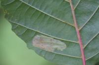 Phyllonorycter rajella