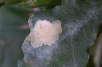 Tischeria ekebladella