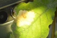 Tischeria ekebladella