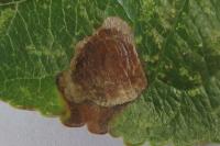 Leucoptera malifoliella