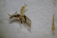 Chamaesphecia aerifrons