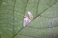 Stigmella tiliae