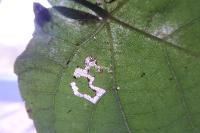 Stigmella tiliae