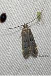 Dichomeris alacella