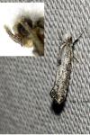 Paraswammerdamia albicapitella