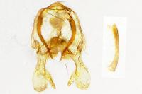 Paraswammerdamia albicapitella