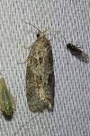 Cnephasia pasiuana/pumicana