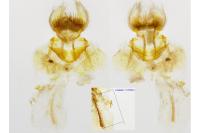 Cnephasia pasiuana/pumicana
