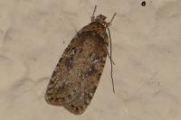 Agonopterix ciliella/heracliana